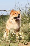 CHOW CHOW 130